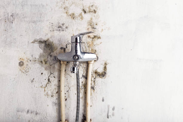 Best HVAC Mold Remediation in Momence, IL