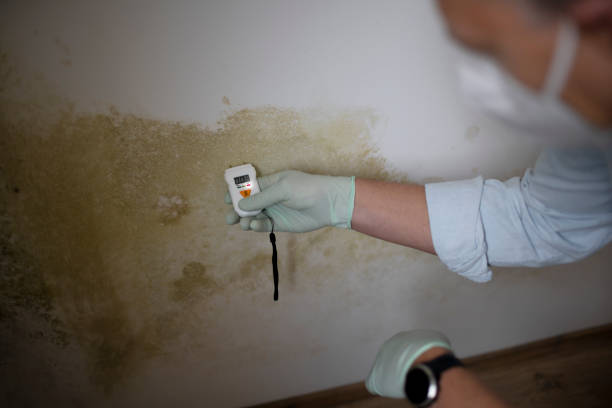 Momence, IL Mold Remediation Company