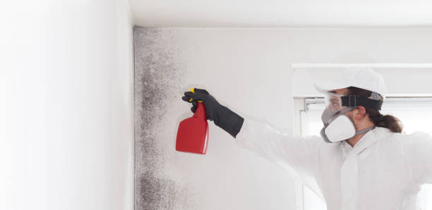 Best Kitchen Mold Remediation in Momence, IL