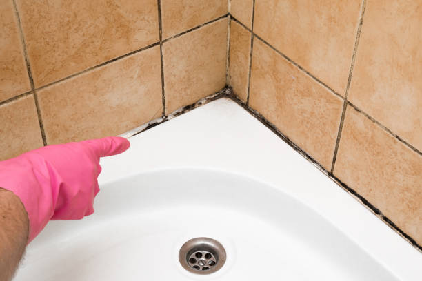 Best Black Mold Remediation in Momence, IL